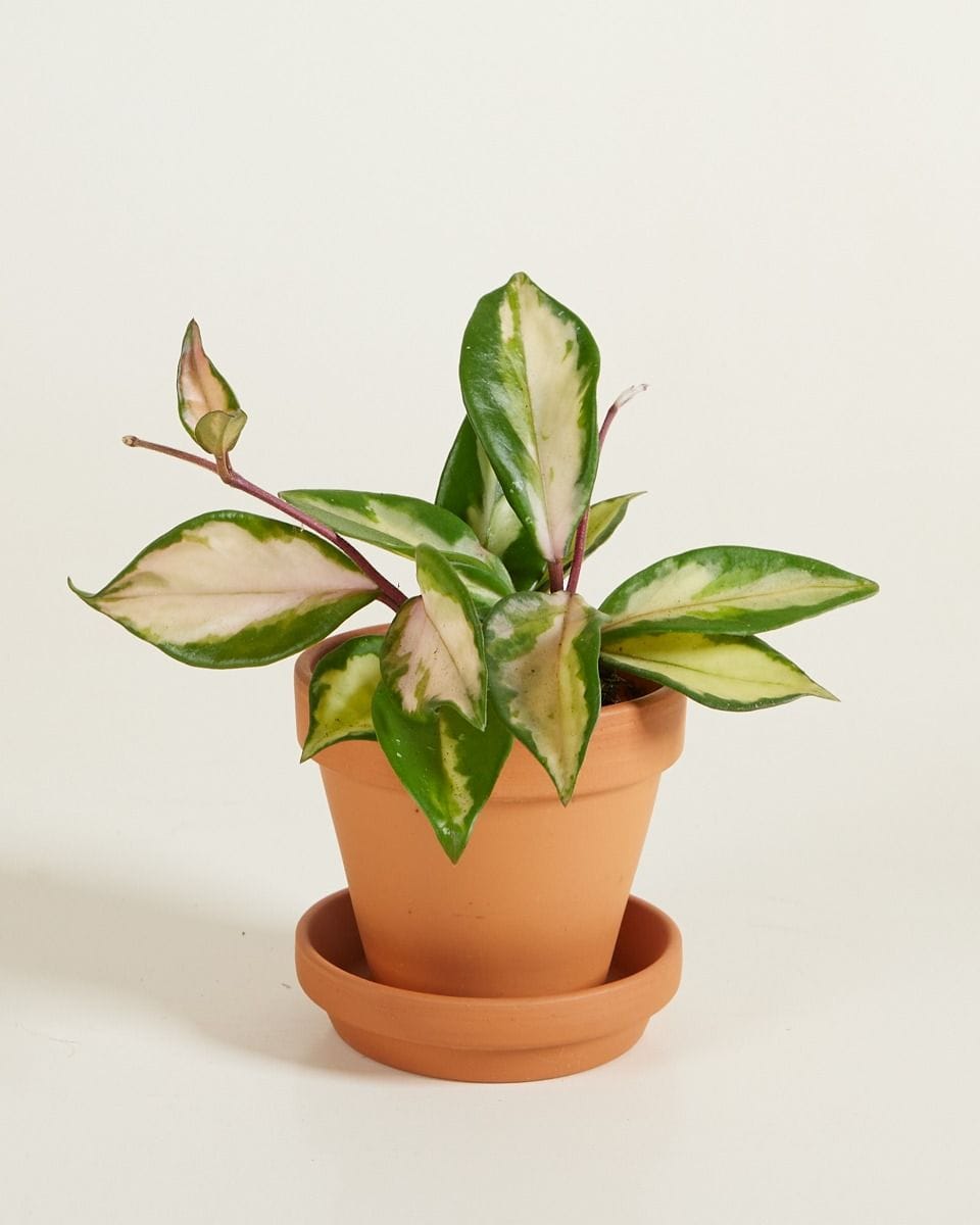 Baby Hoya Wax plant Carnosa Tricolor