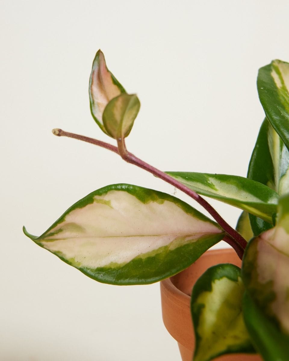 Baby Hoya Wax plant Carnosa Tricolor