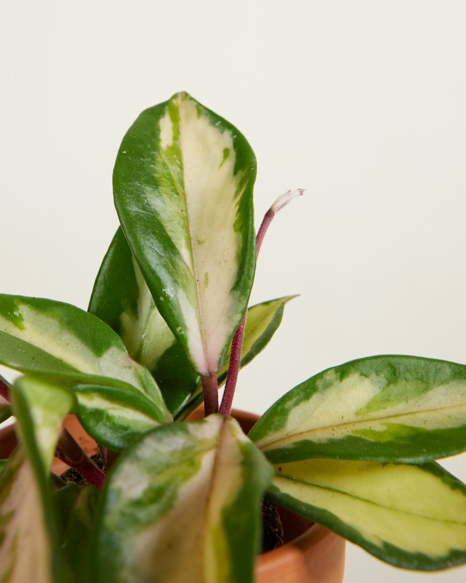 Baby Hoya Wax plant Carnosa Tricolor