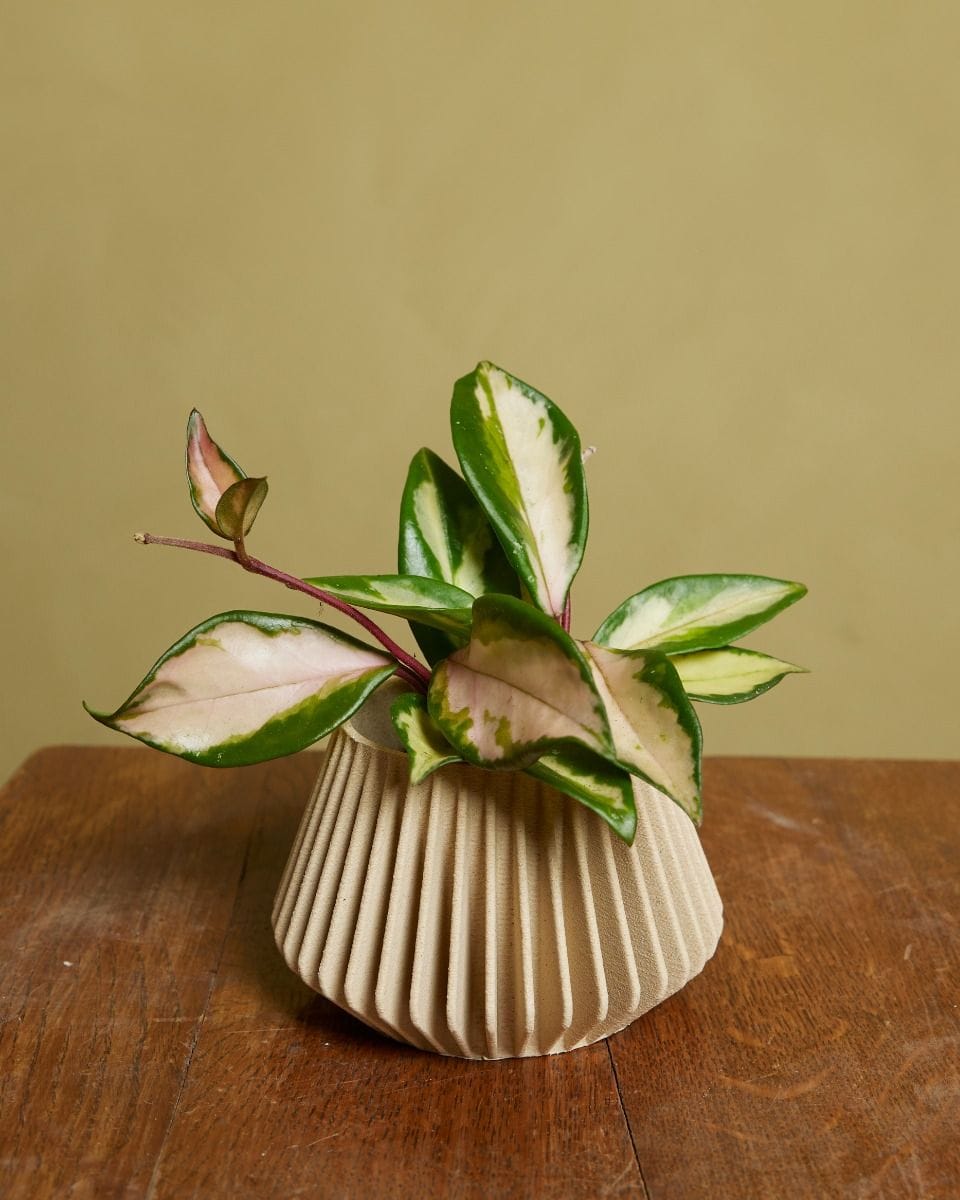 Baby Hoya Wax plant Carnosa Tricolor