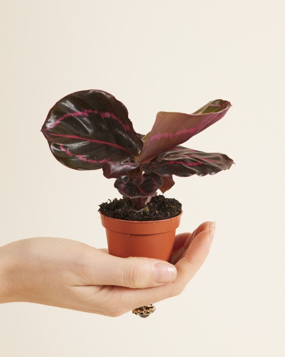 Baby Calathea Prayer Plant Roseopicta Dottie