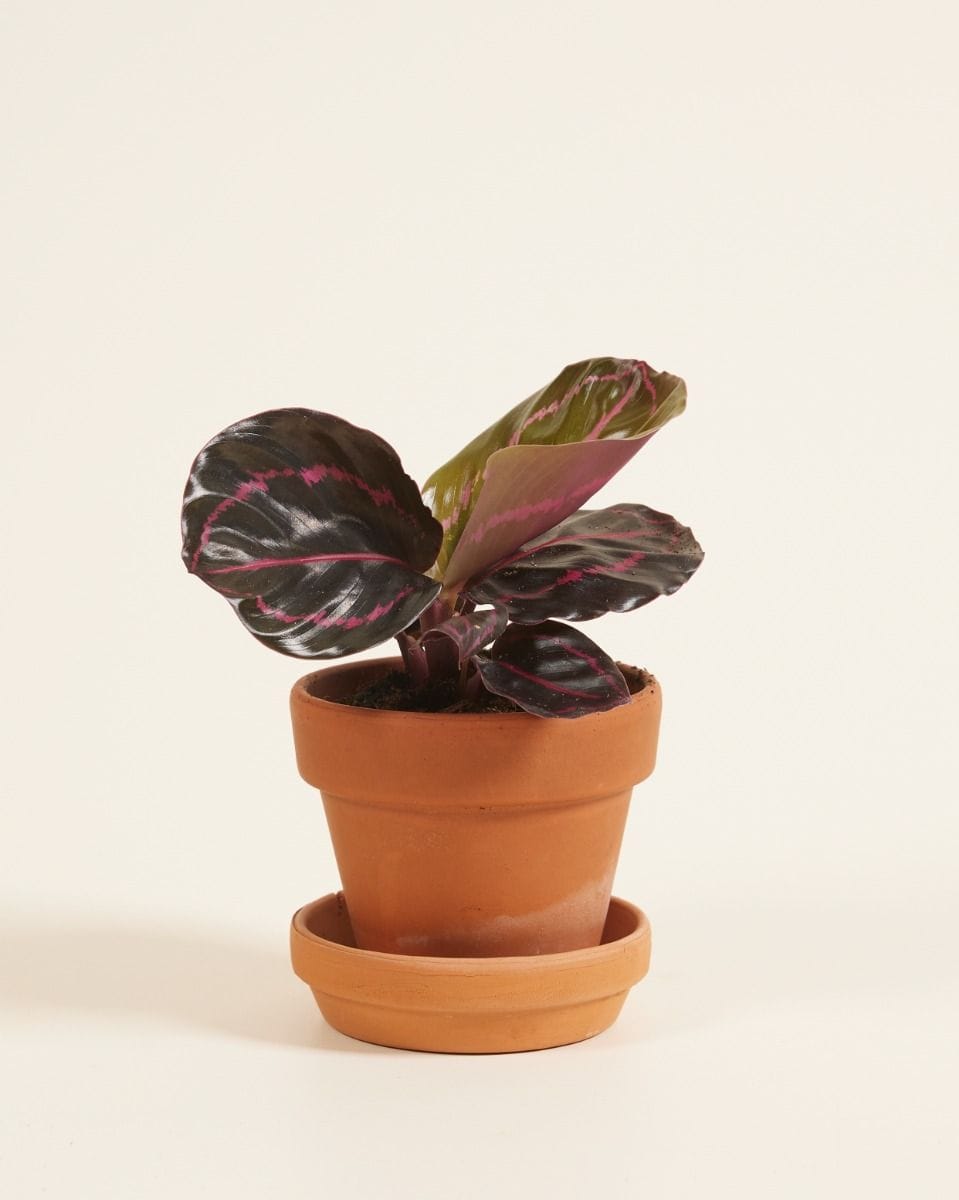 Baby Calathea Prayer Plant Roseopicta Dottie