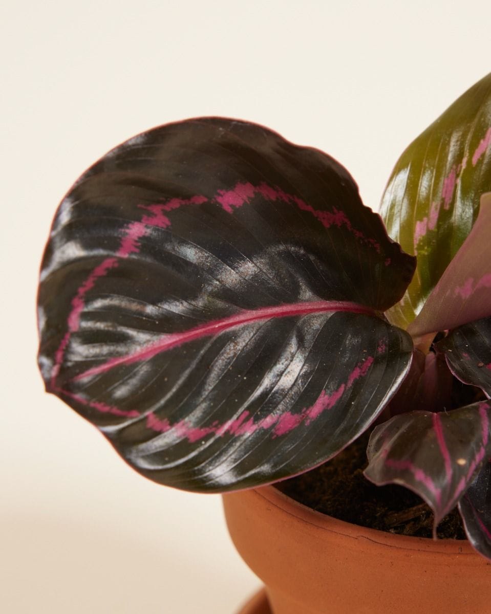 Baby Calathea Prayer Plant Roseopicta Dottie
