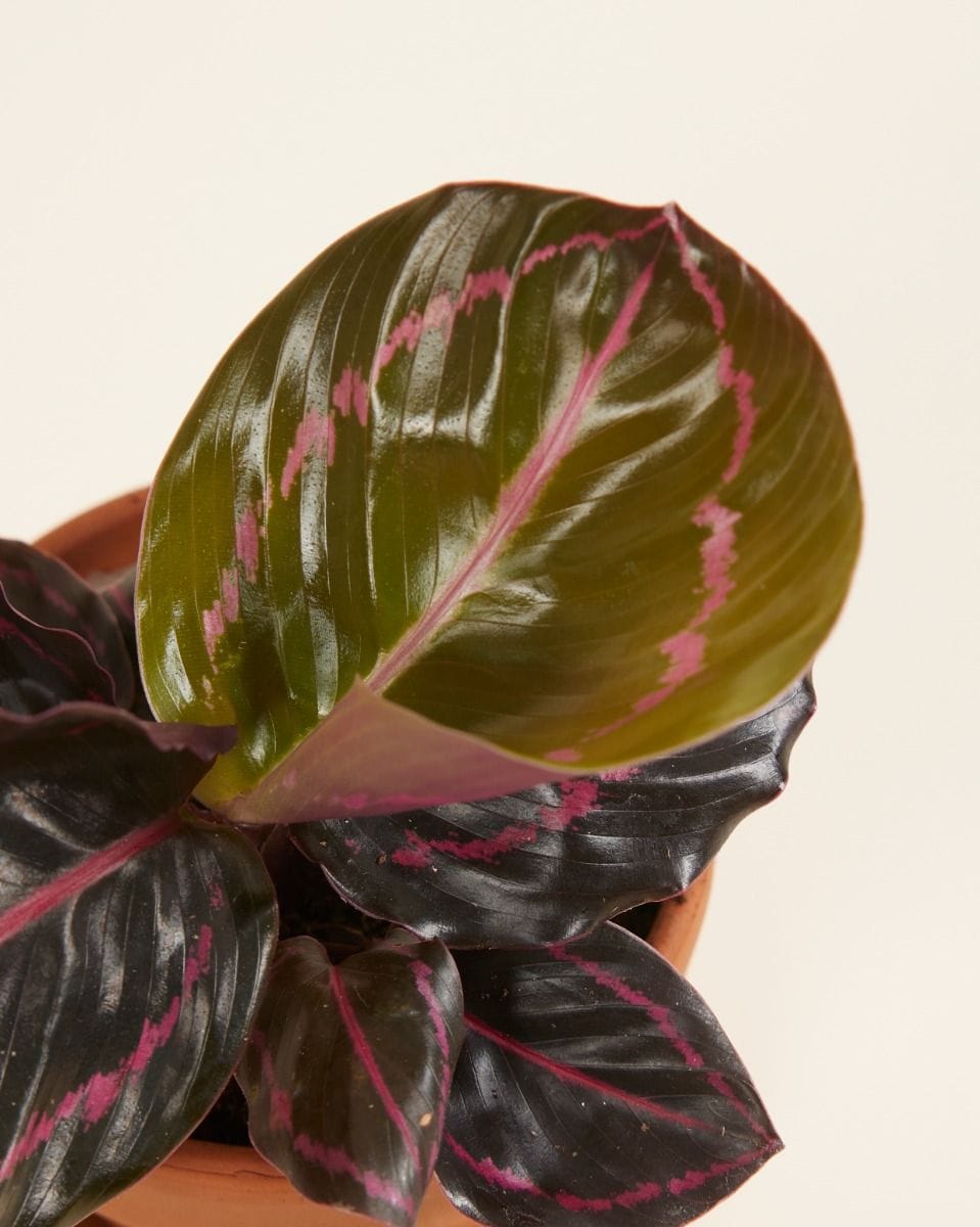 Baby Calathea Prayer Plant Roseopicta Dottie