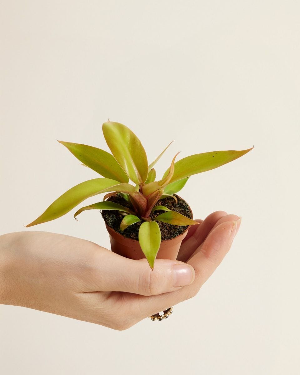 Baby Philodendron Prince of Orange