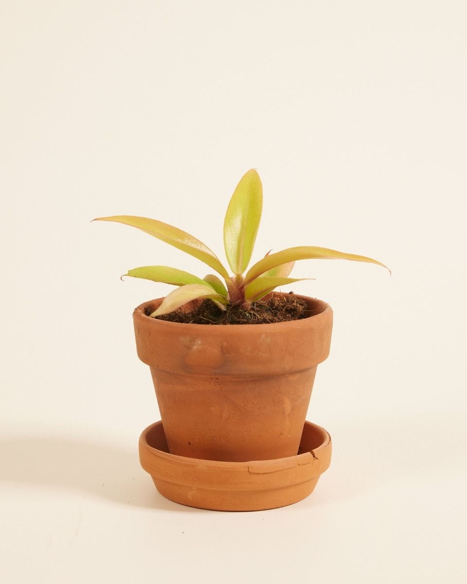 Baby Philodendron Prince of Orange