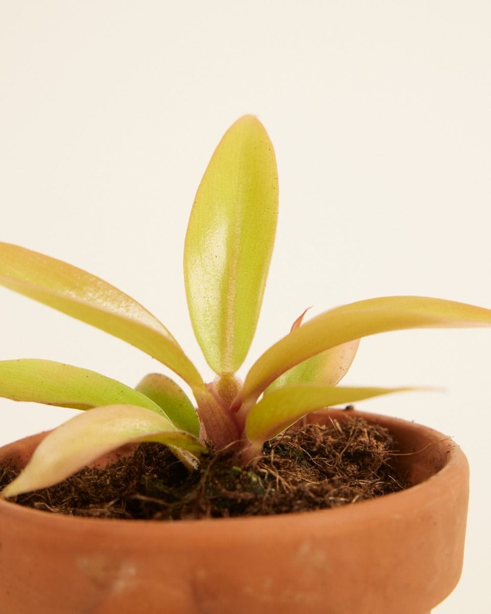 Baby Philodendron Prince of Orange