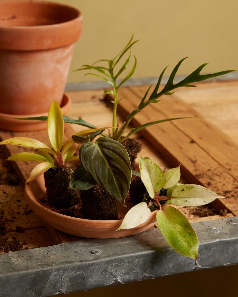 Baby Philodendron Prince of Orange