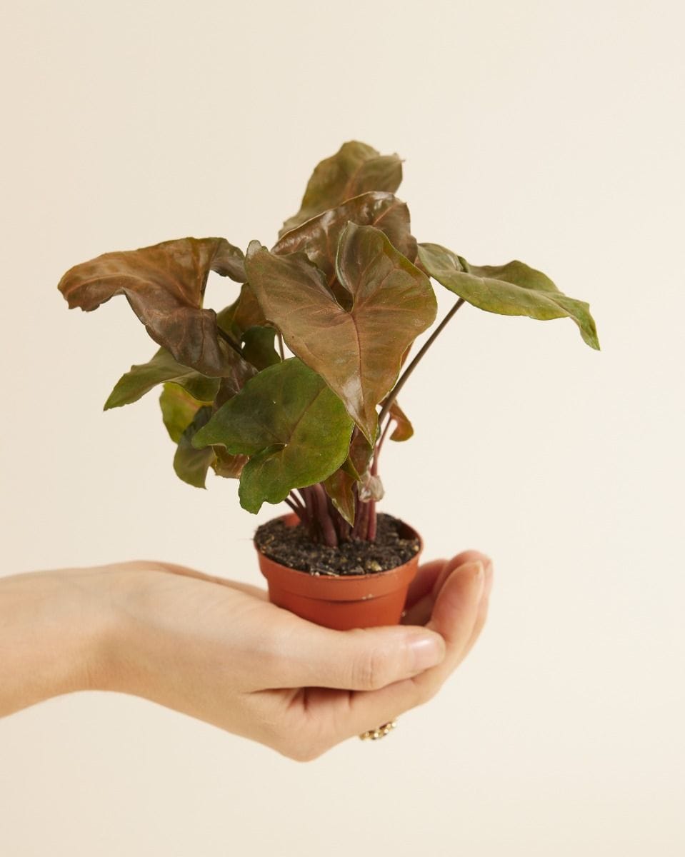 Baby Syngonium Maria Allusion