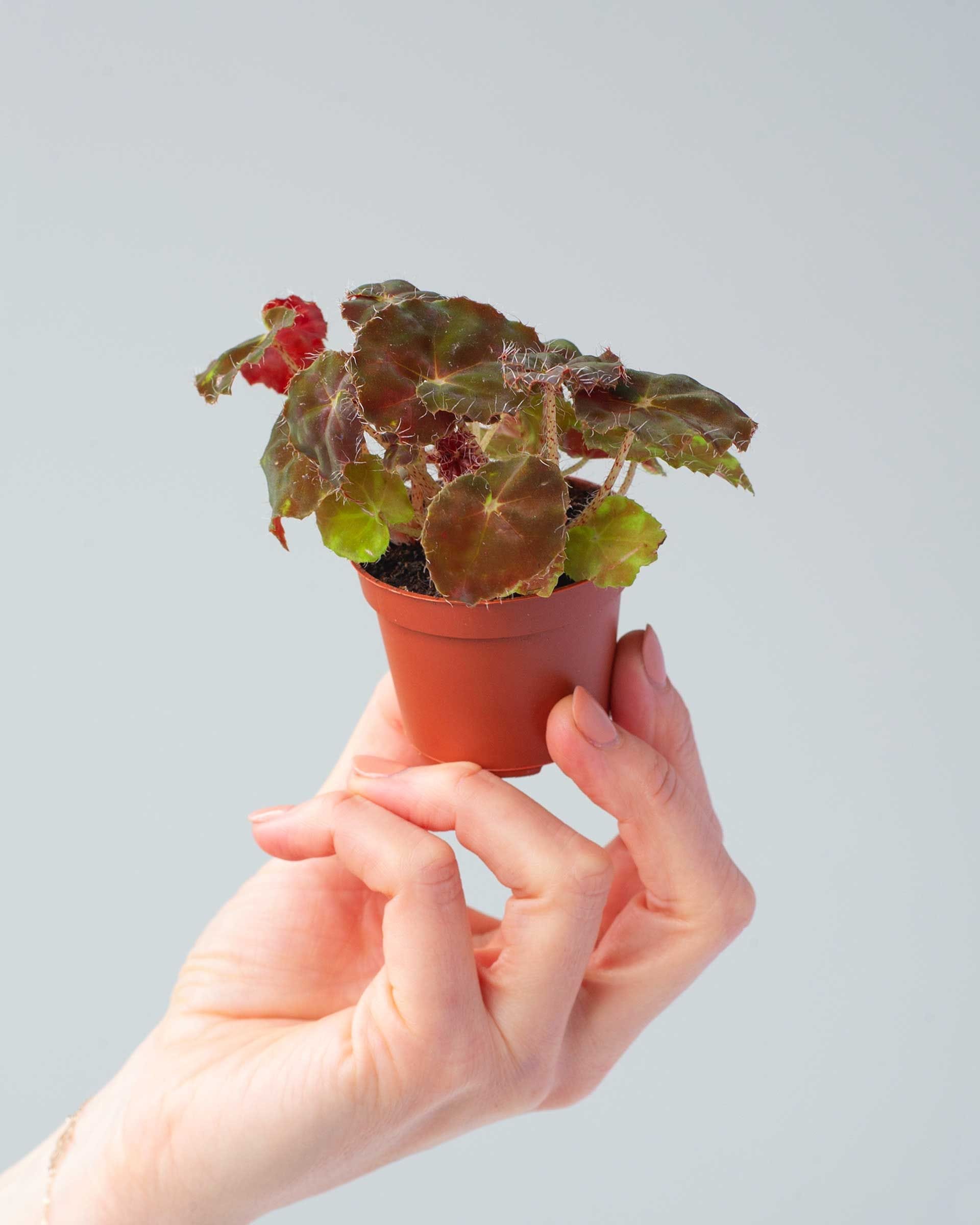 Baby Begonia Polka Dot Rex Boweri