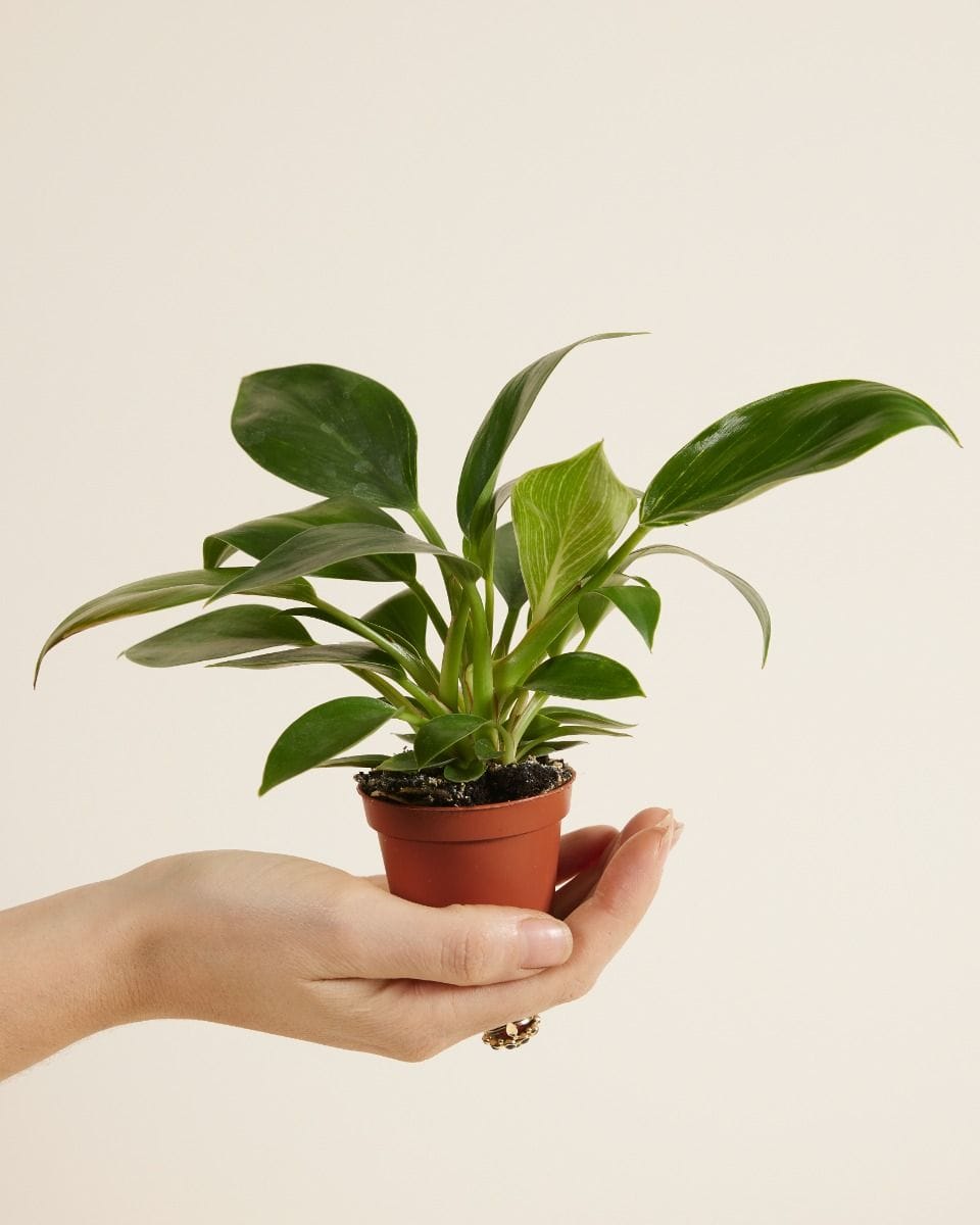 Baby Philodendron White Wave Birkin
