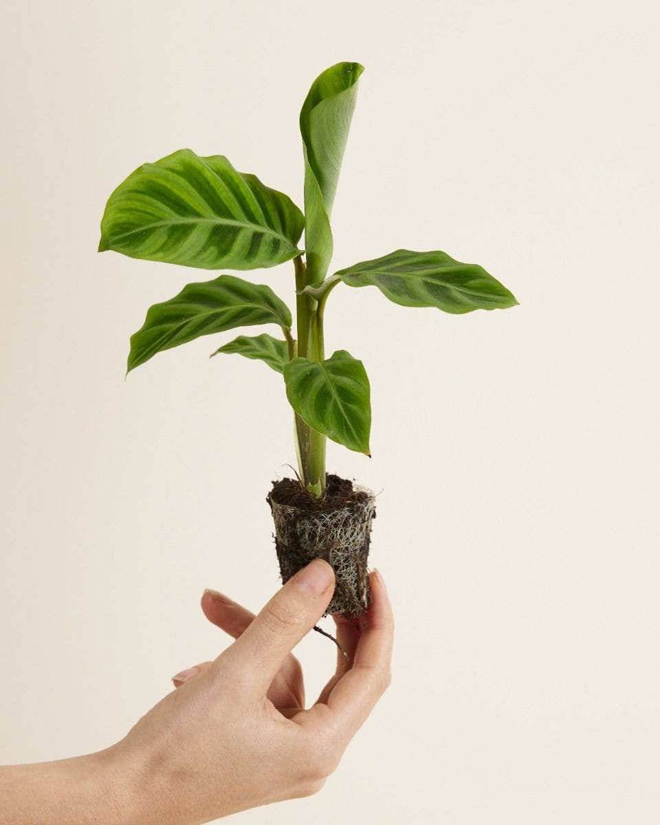 Baby Calathea Prayer plant Zebrina