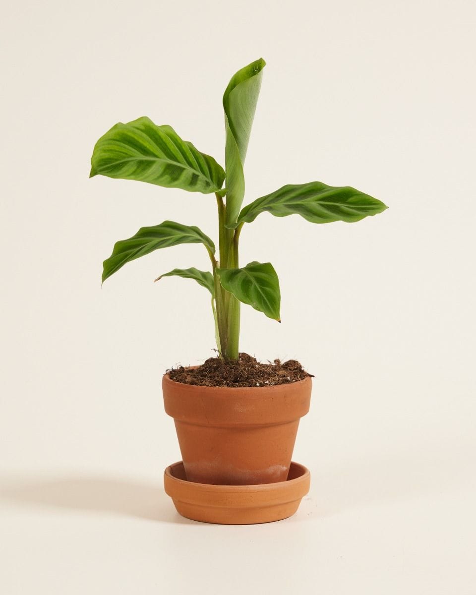 Baby Calathea Prayer plant Zebrina