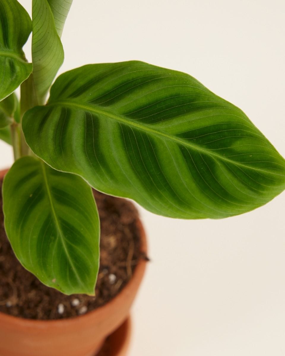 Baby Calathea Prayer plant Zebrina