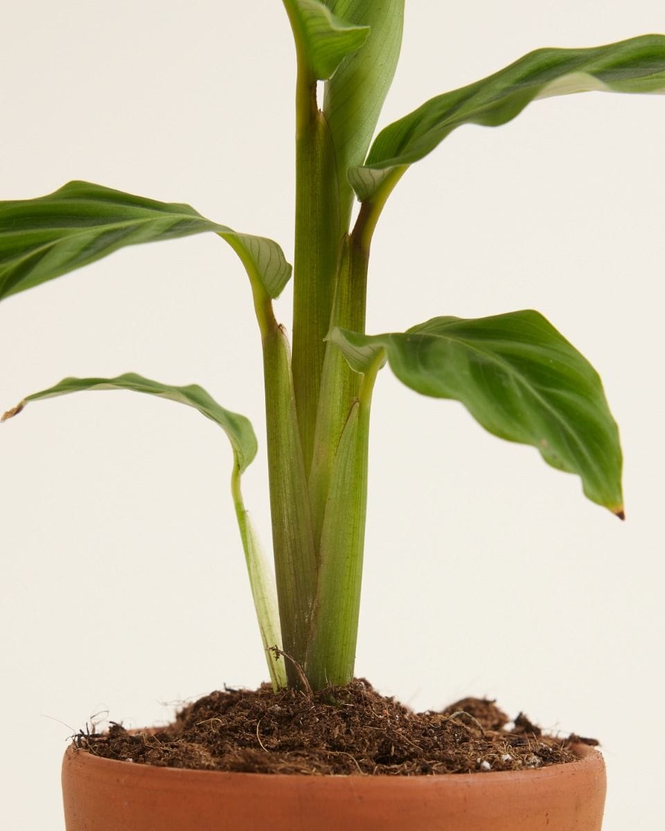 Baby Calathea Prayer plant Zebrina