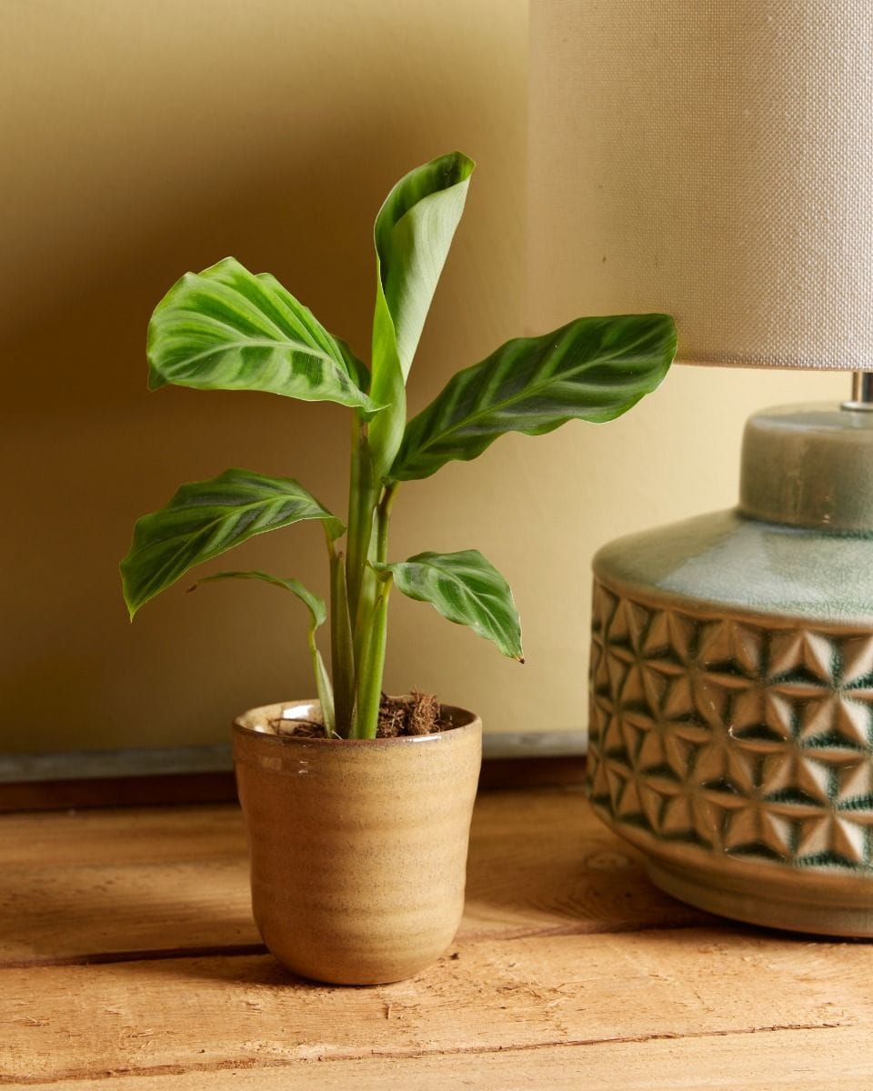Baby Calathea Prayer plant Zebrina