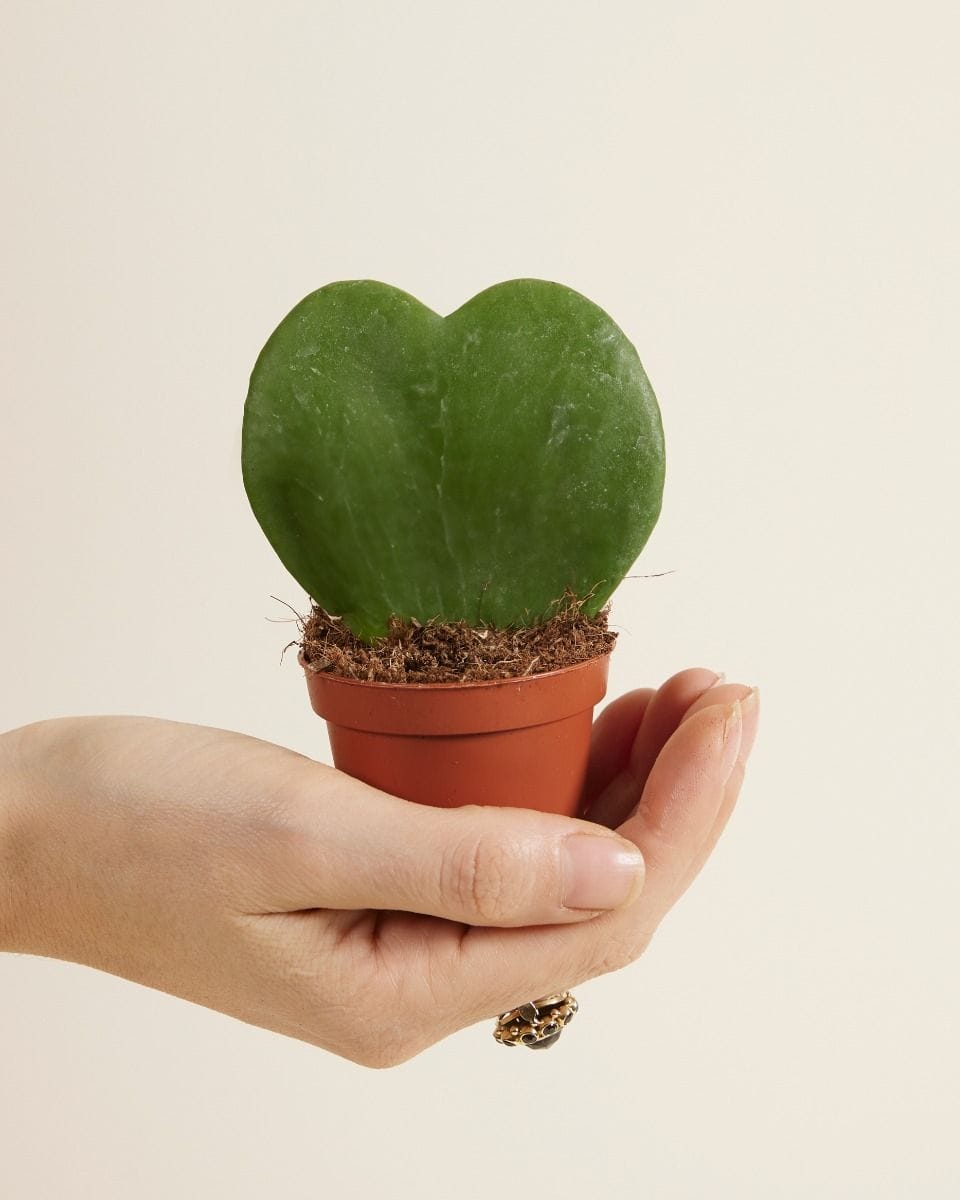 Baby Hoya Sweetheart plant Kerrii