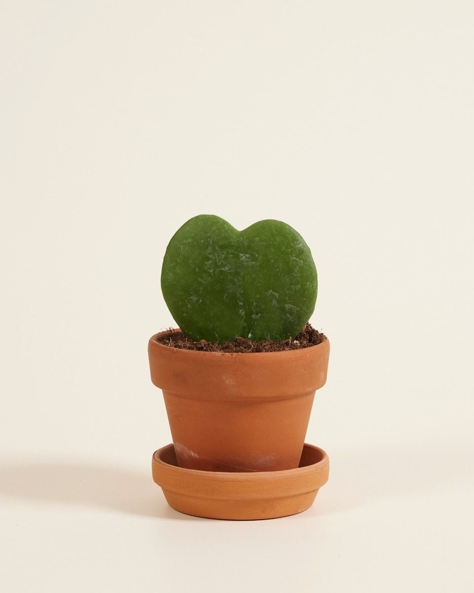 Baby Hoya Sweetheart plant Kerrii