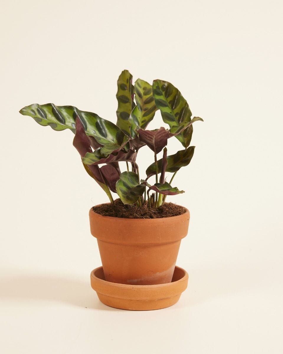 Baby Calathea Rattlesnake plant Lancifolia Insigne