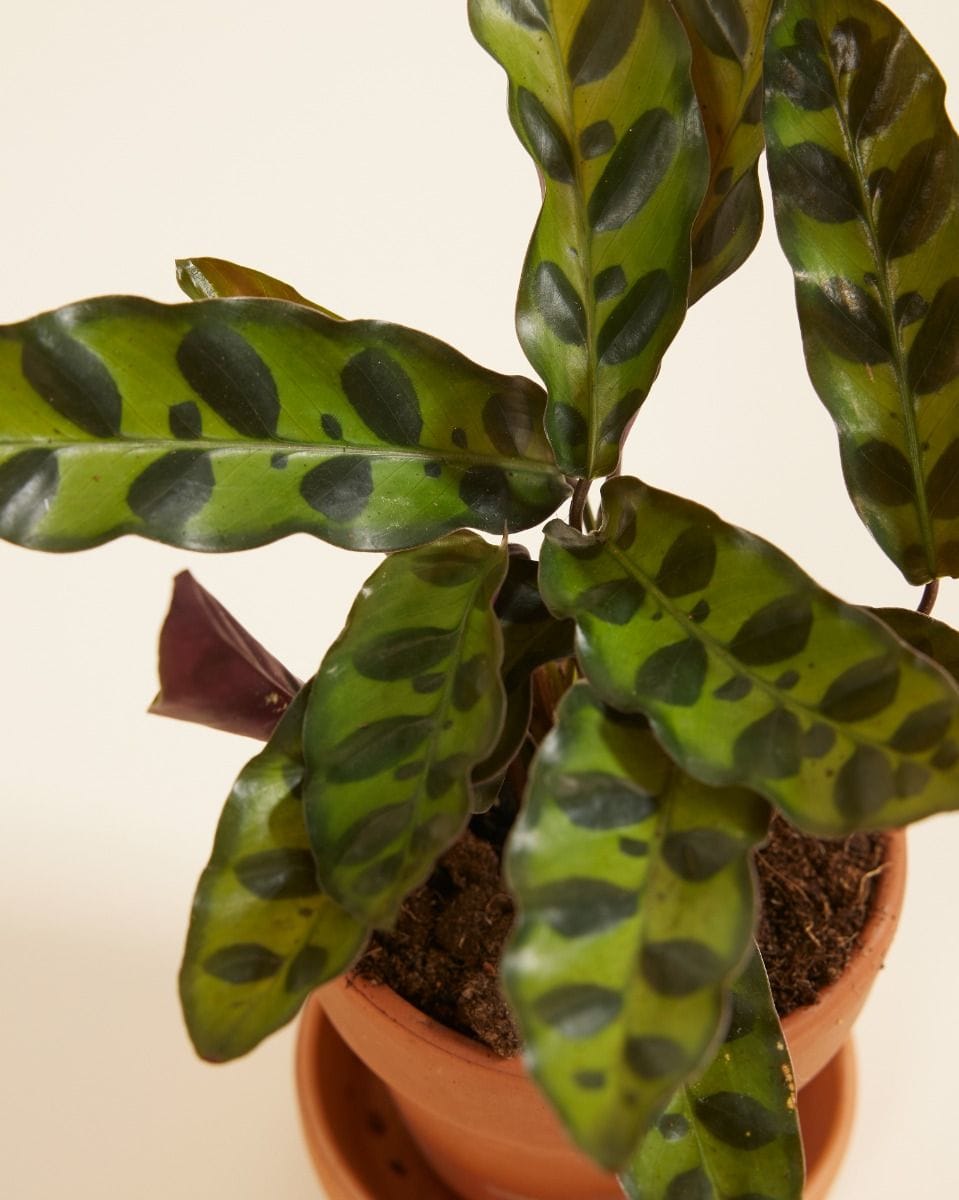 Baby Calathea Rattlesnake plant Lancifolia Insigne