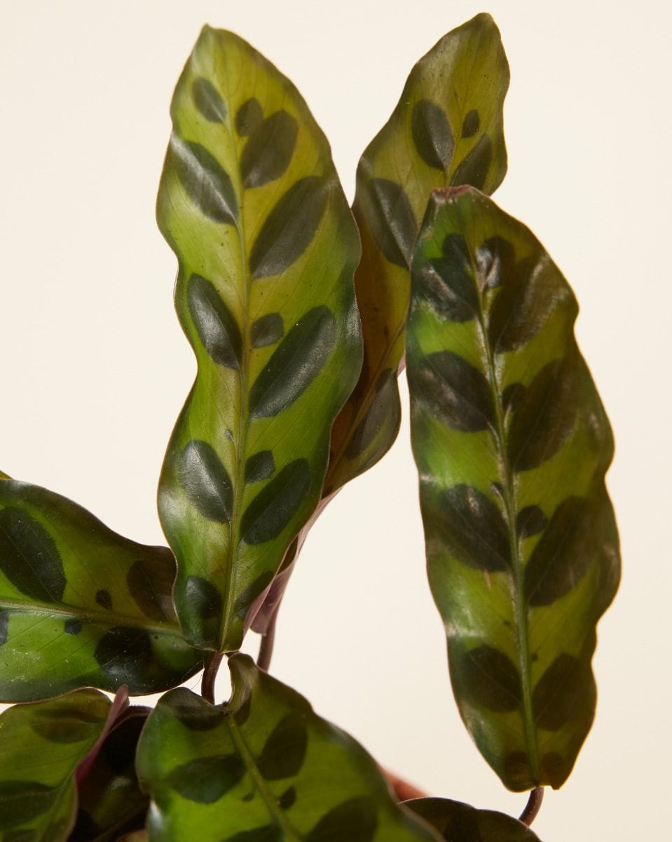 Baby Calathea Rattlesnake plant Lancifolia Insigne