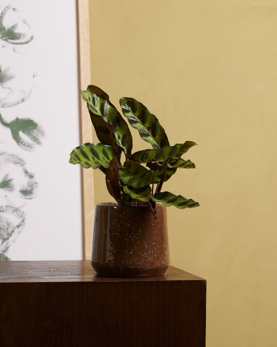 Baby Calathea Rattlesnake plant Lancifolia Insigne