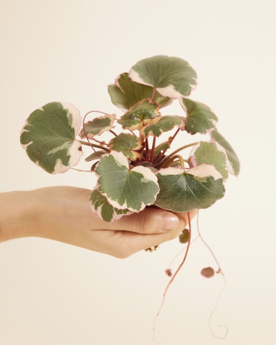Baby Saxifraga Strawberry Saxifraga Tricolor
