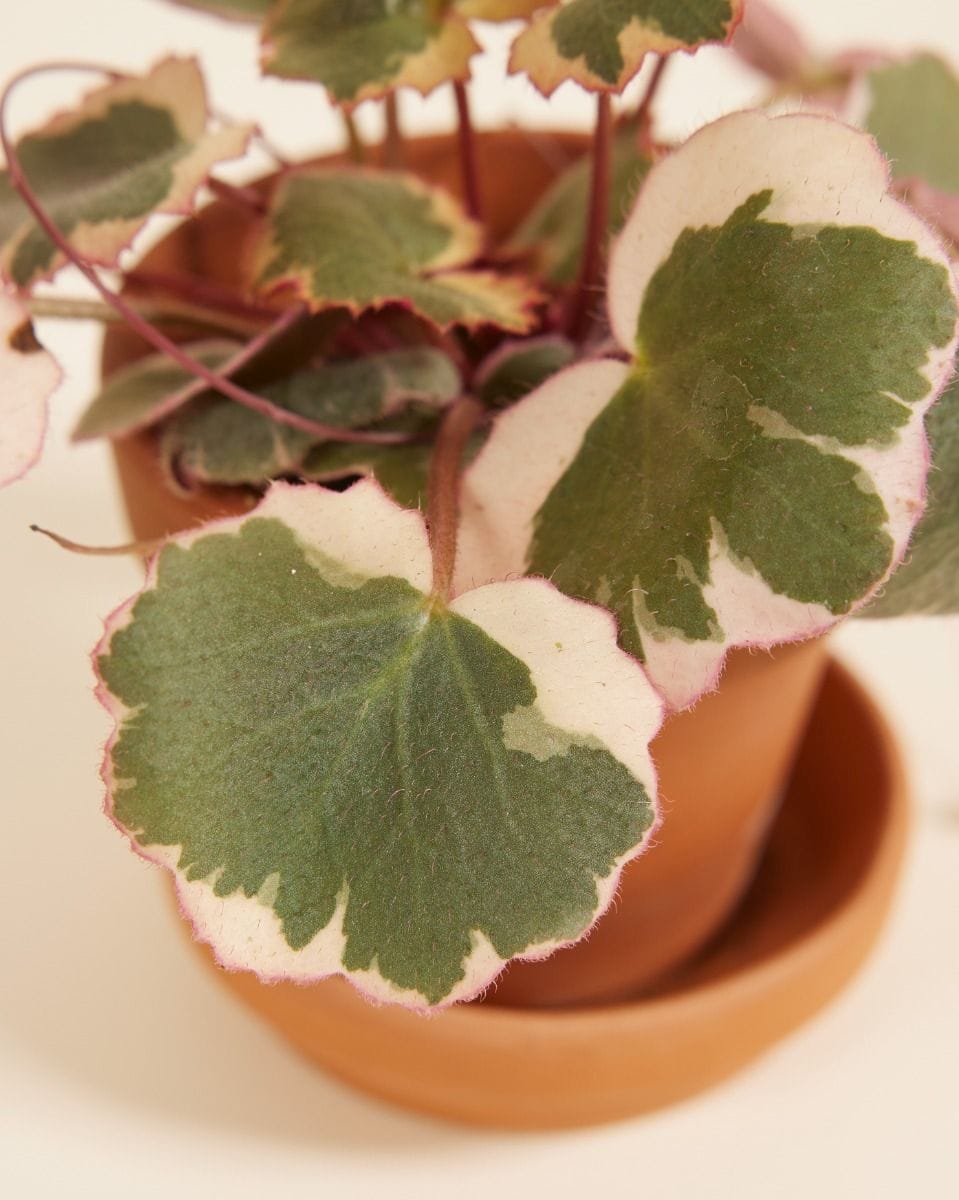 Baby Saxifraga Strawberry Saxifraga Tricolor