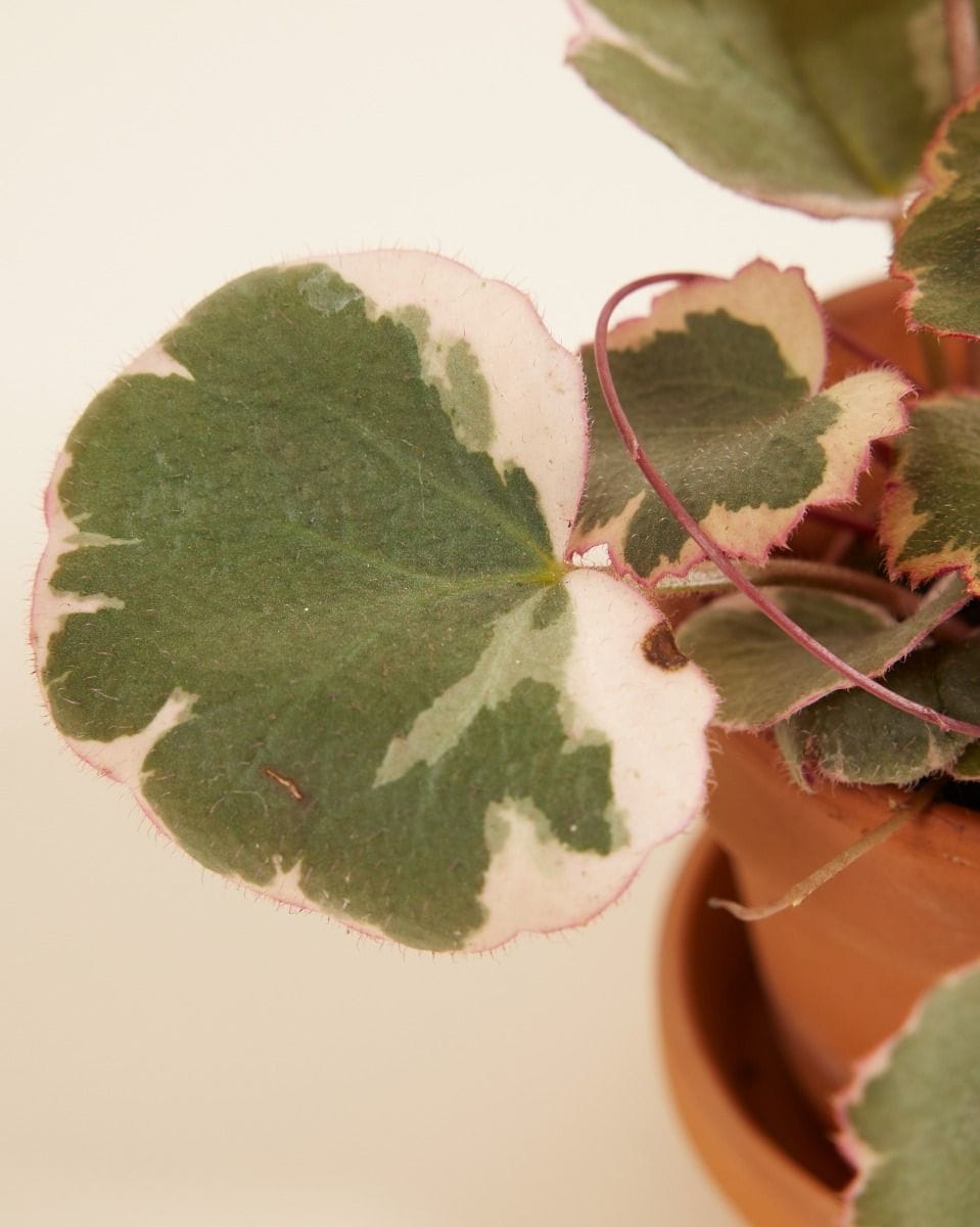 Baby Saxifraga Strawberry Saxifraga Tricolor