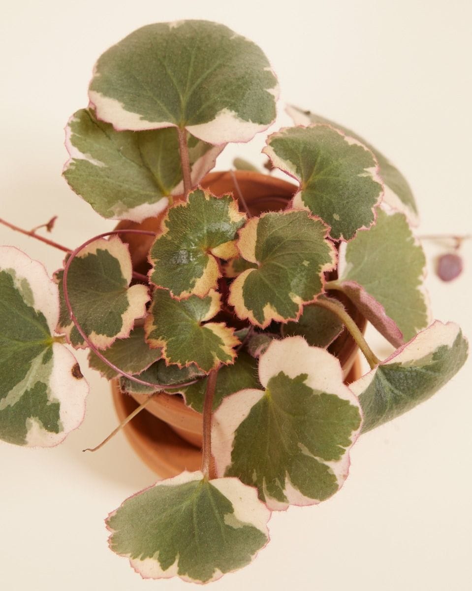 Baby Saxifraga Strawberry Saxifraga Tricolor