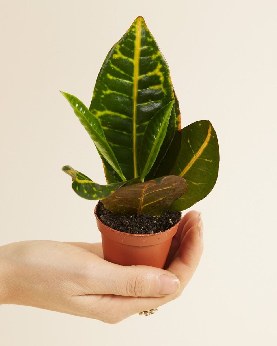 Baby Codiaeum Fire croton Petra