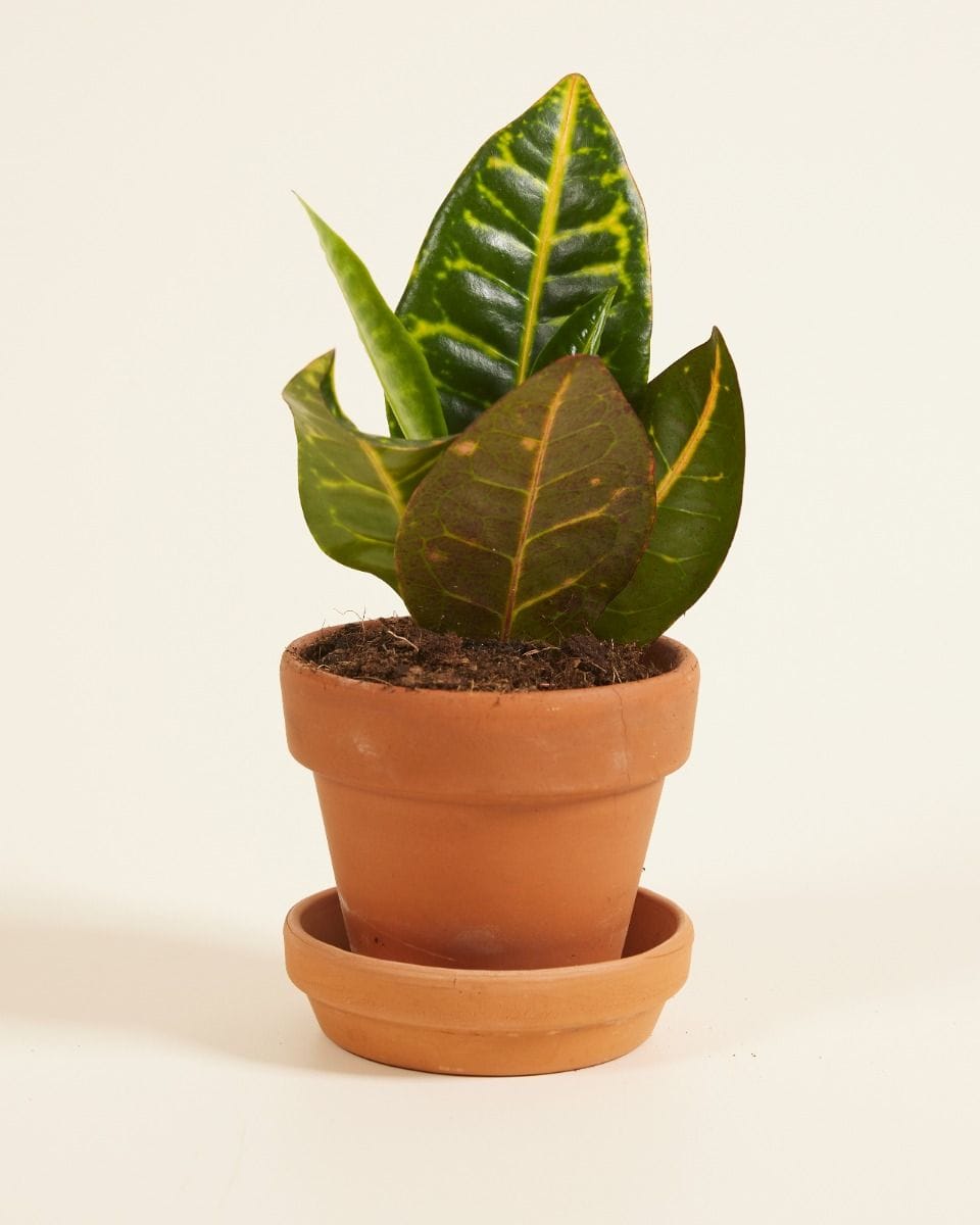 Baby Codiaeum Fire croton Petra