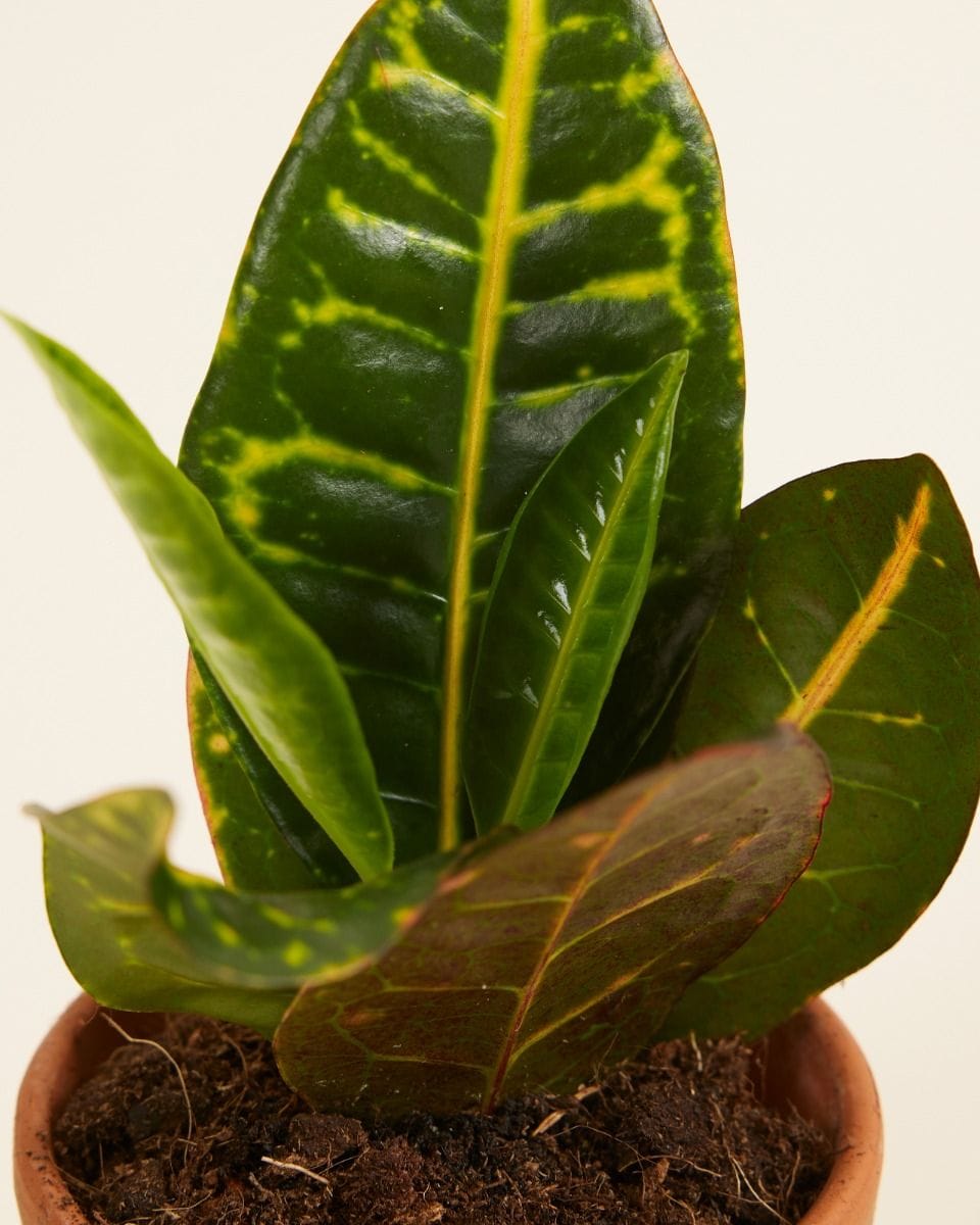 Baby Codiaeum Fire croton Petra