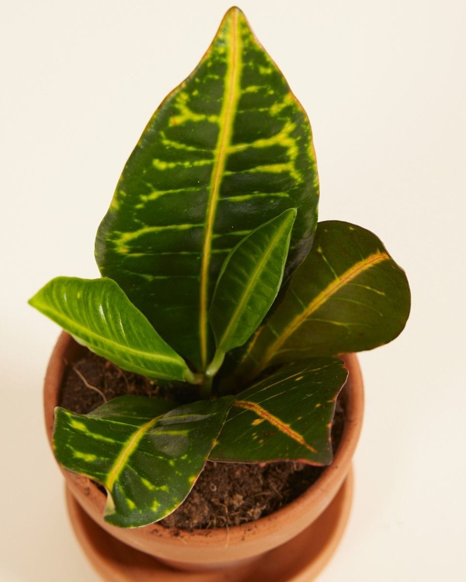 Baby Codiaeum Fire croton Petra