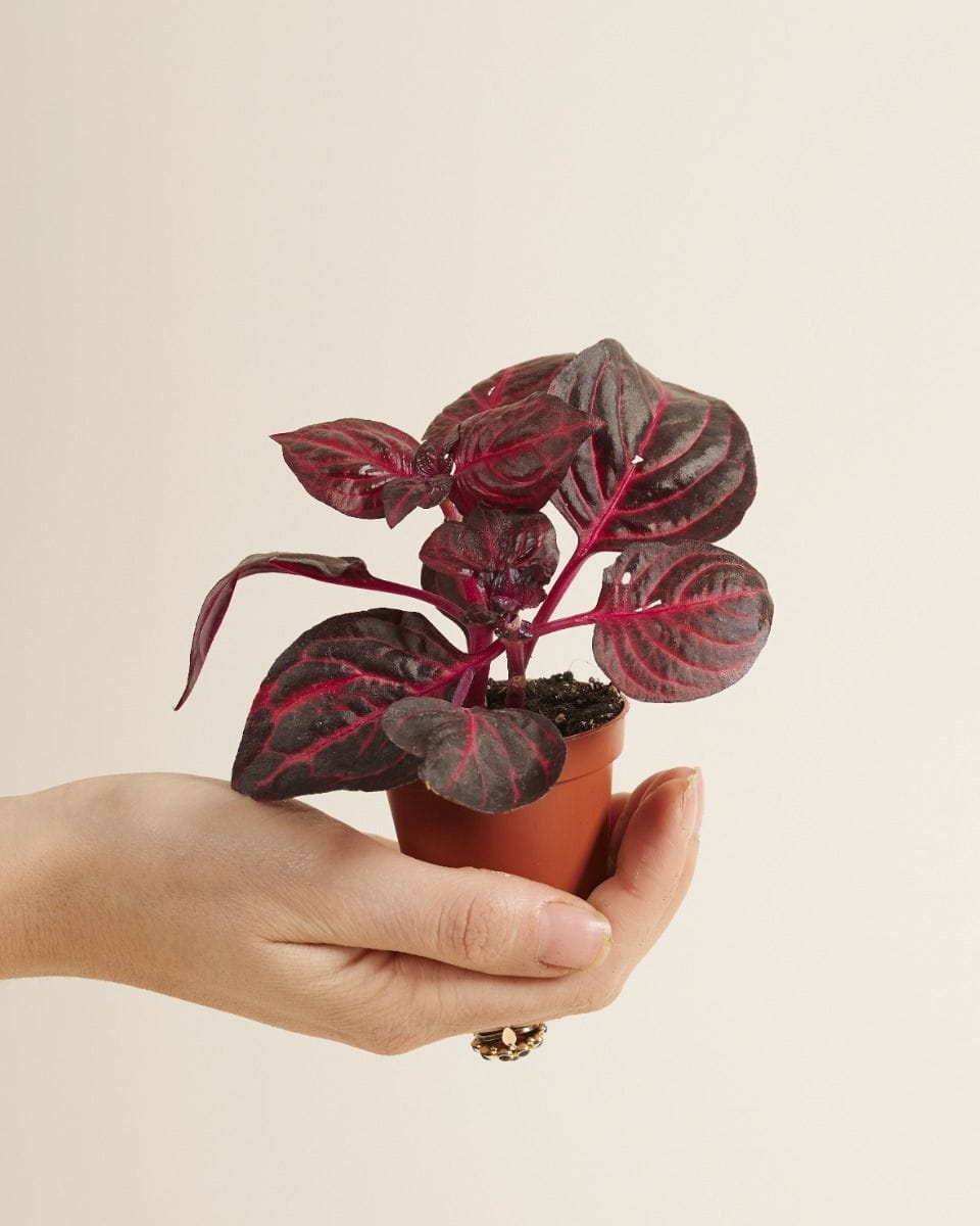 Baby Herbstii Beefsteak plant Bloodleaf