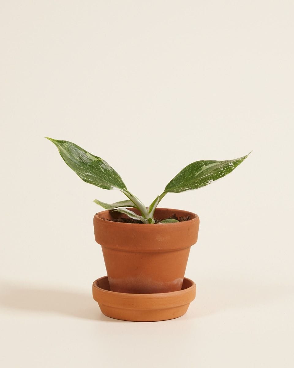 Baby Philodendron White Wizard