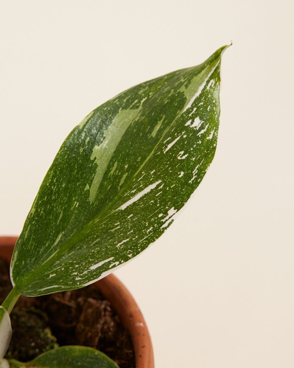 Baby Philodendron White Wizard