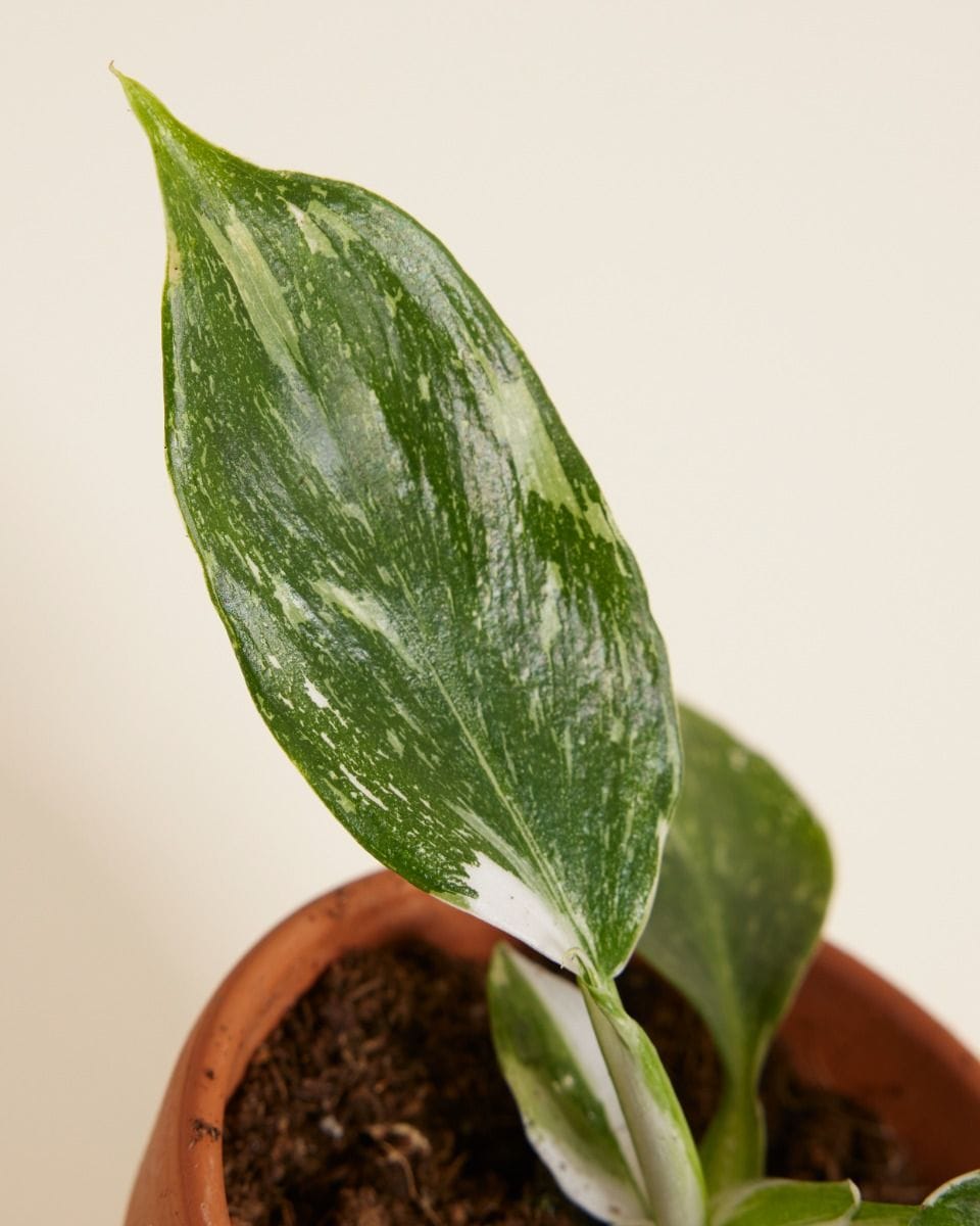 Baby Philodendron White Wizard