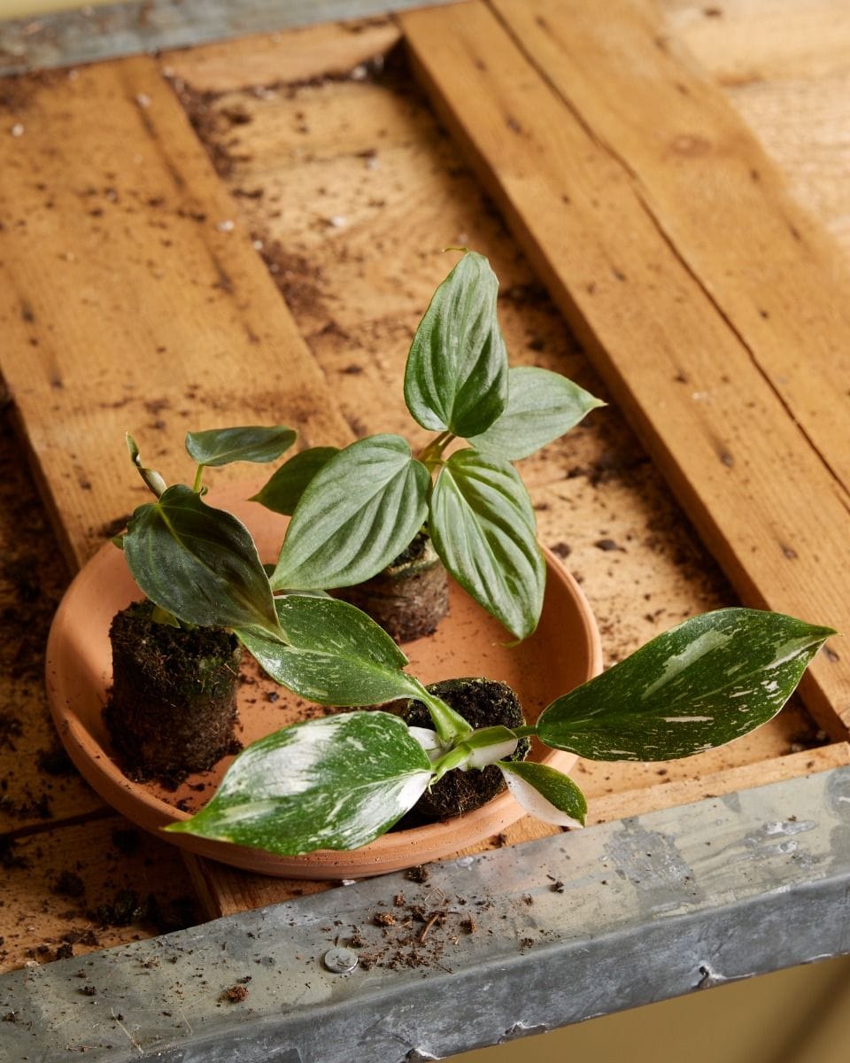 Baby Philodendron White Wizard