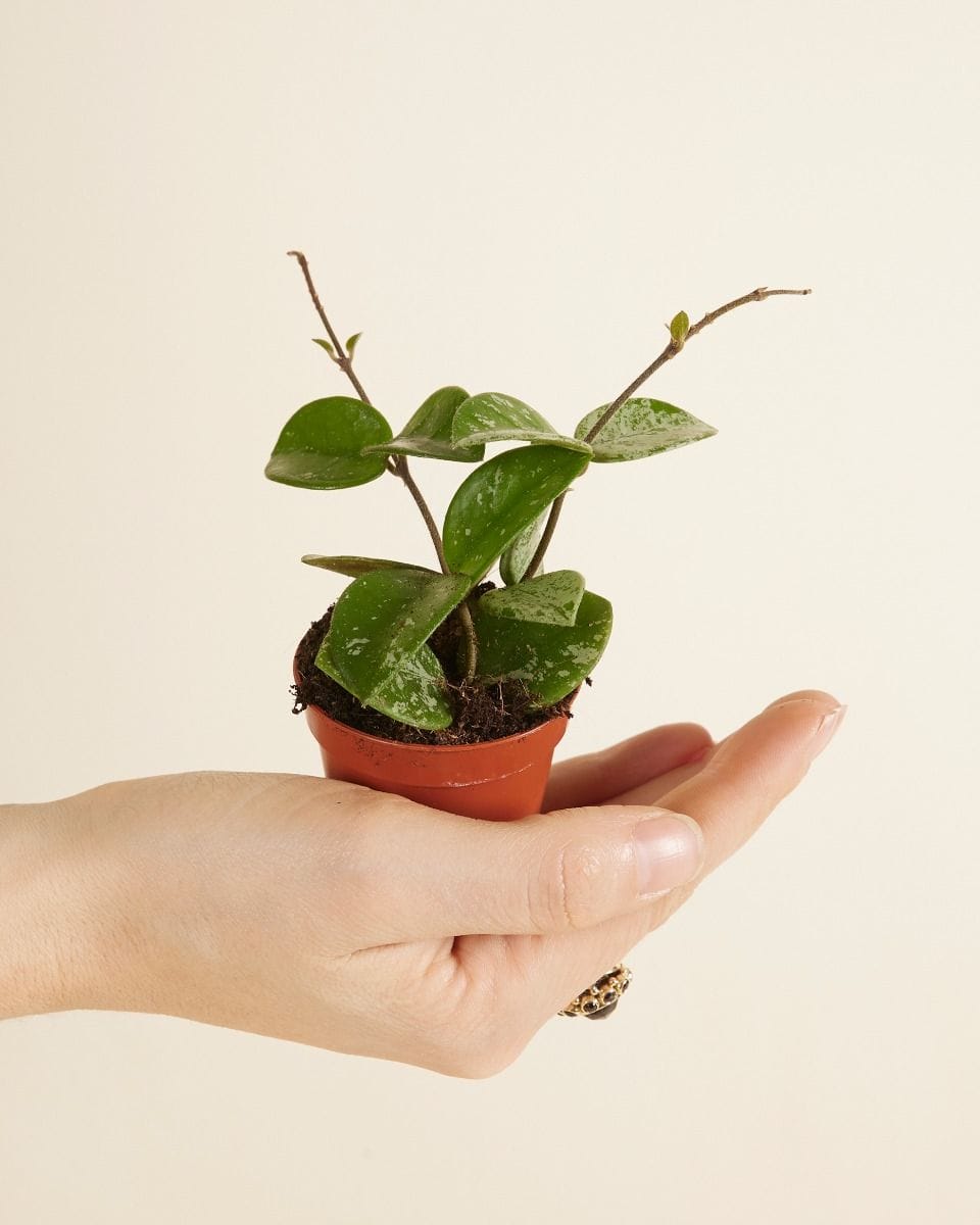Baby Hoya Mathilde