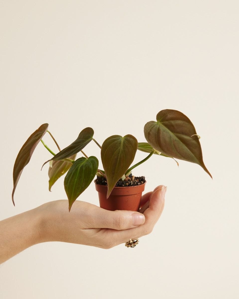 Baby Philodendron Scandens Micans