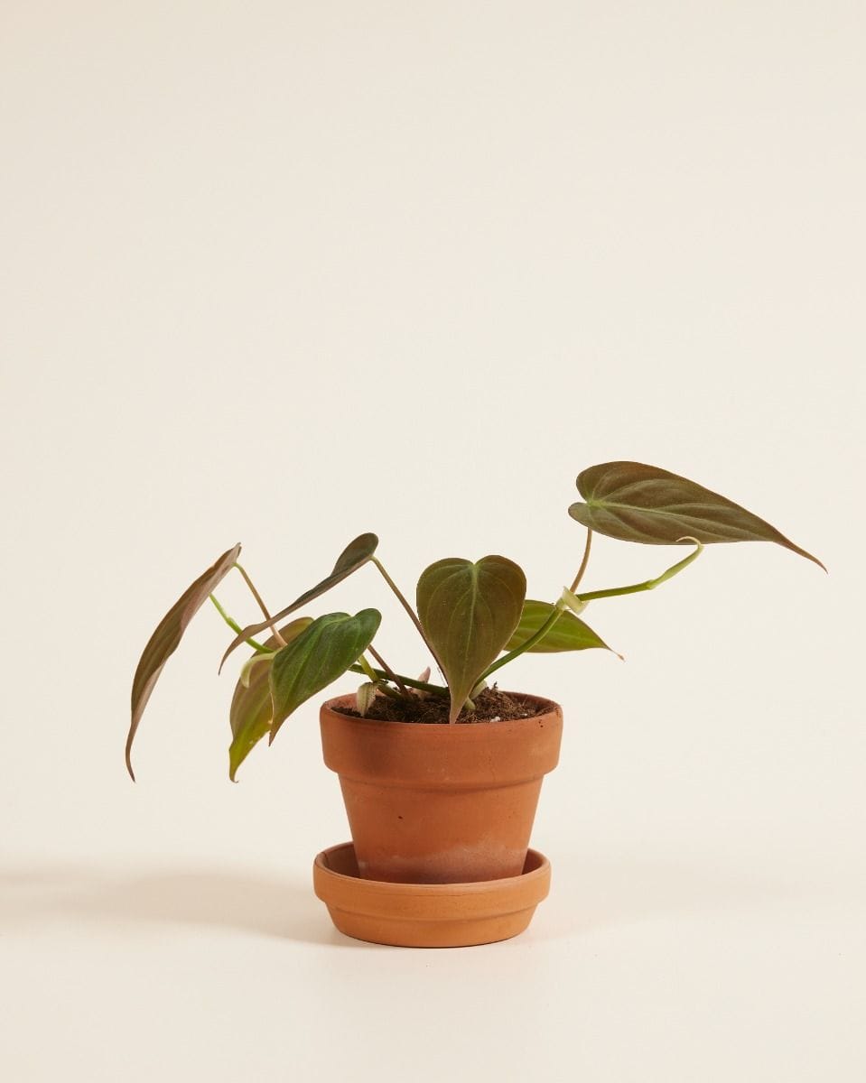 Baby Philodendron Scandens Micans