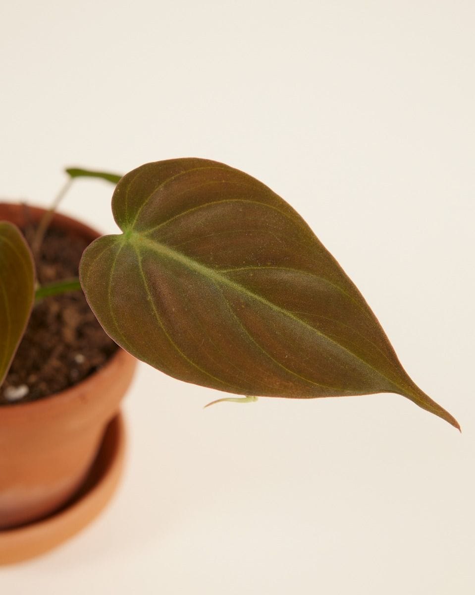 Baby Philodendron Scandens Micans