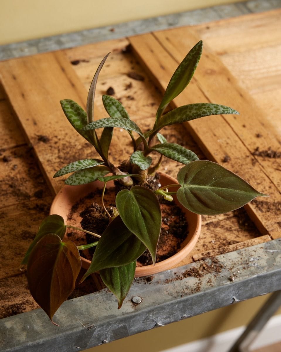 Baby Philodendron Scandens Micans