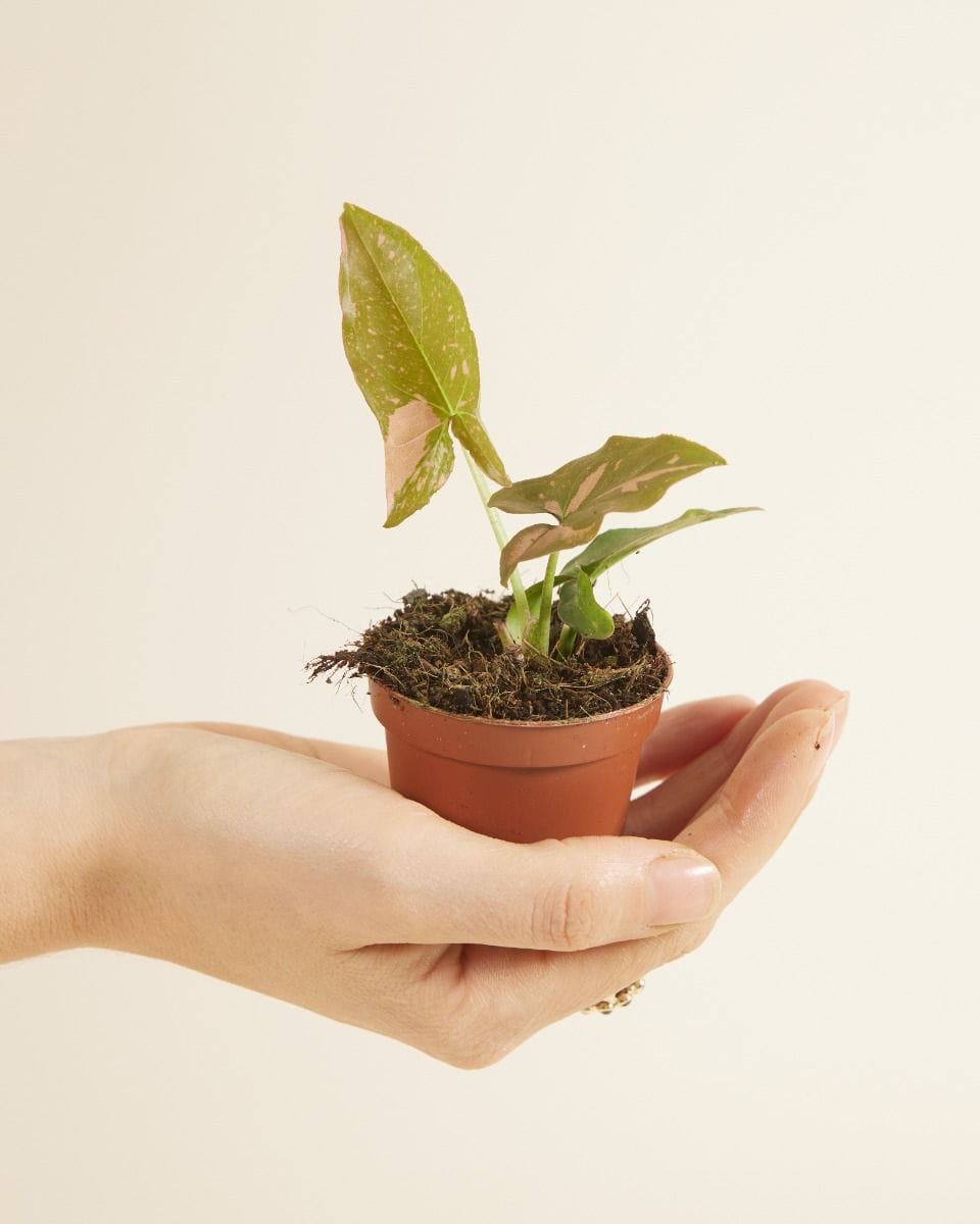 Baby Syngonium Pink Splash