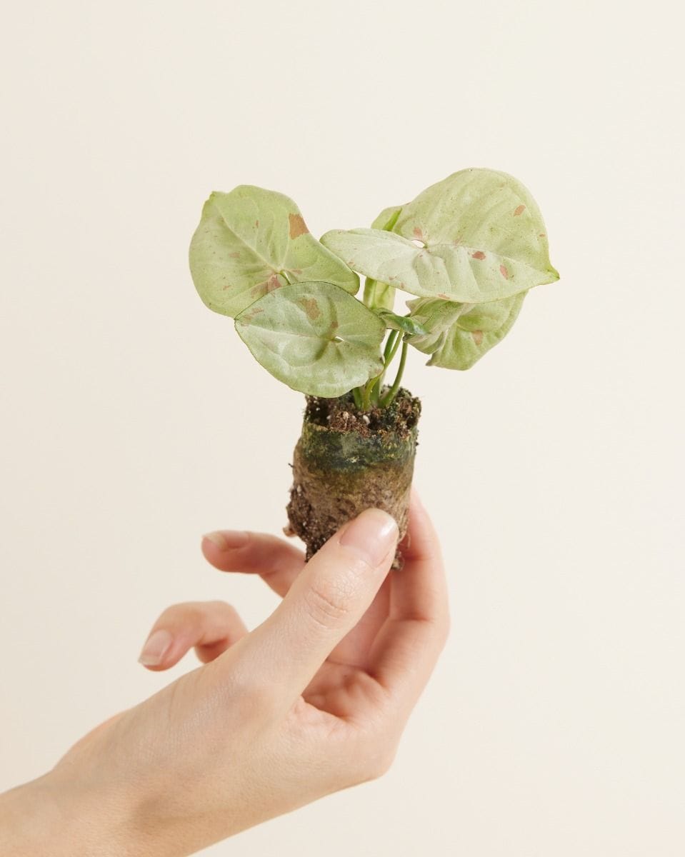 Baby Syngonium Confetti