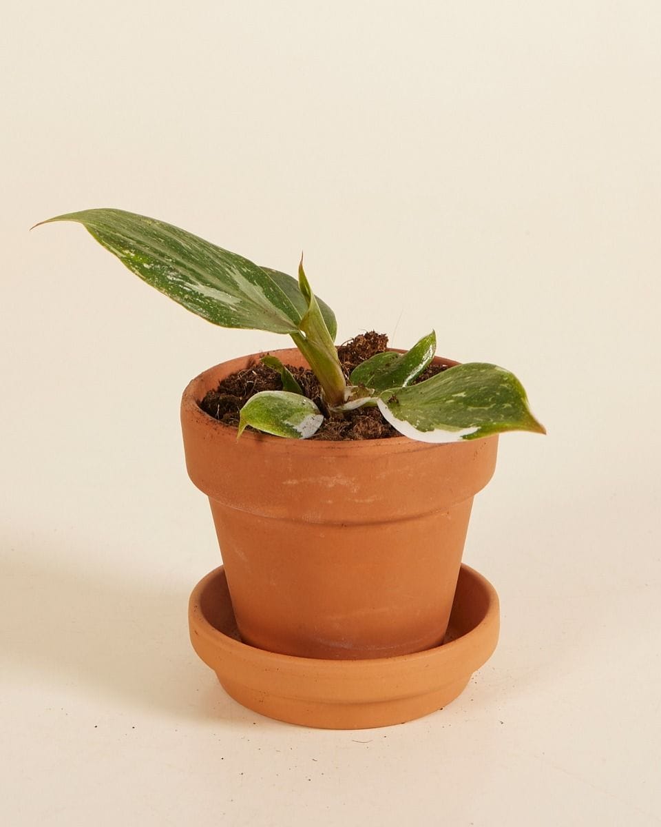 Baby Philodendron White Knight