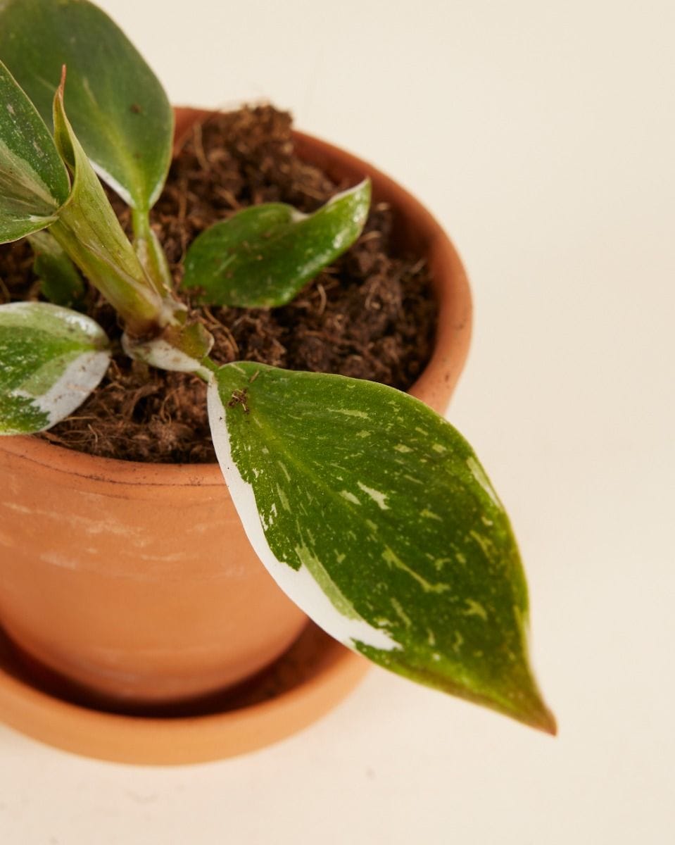 Baby Philodendron White Knight