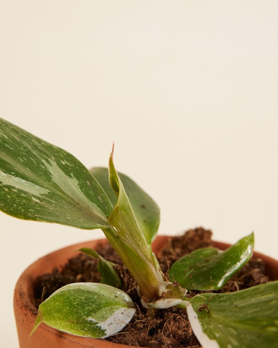 Baby Philodendron White Knight