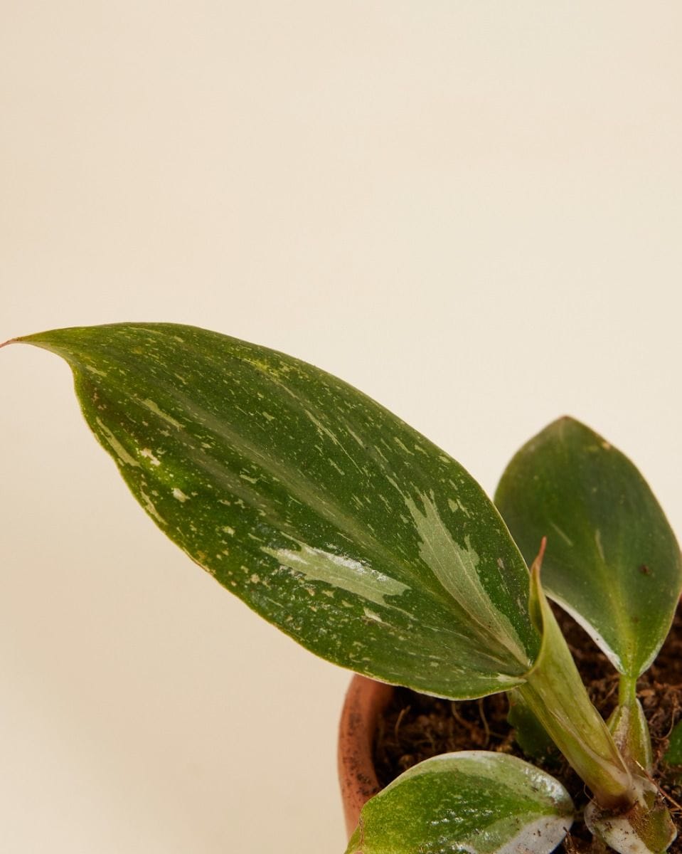 Baby Philodendron White Knight